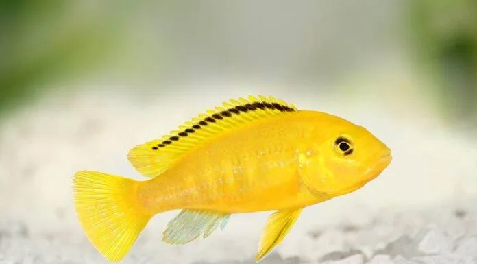 Labidochromis caeruleus