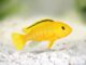 Labidochromis caeruleus