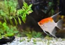 Les maladies des plantes aquatiques Les maladies des Plantes d'Aquarium