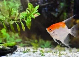 Les maladies des Plantes d'Aquarium