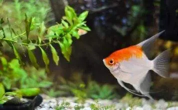 Les maladies des plantes aquatiques Les maladies des Plantes d'Aquarium