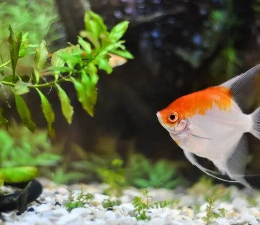 Les maladies des Plantes d'Aquarium