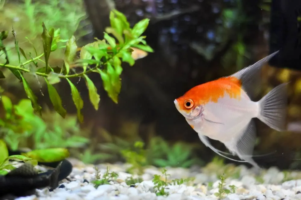 Les maladies des Plantes d'Aquarium