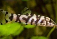 Fiche du poisson Botia lohachata Loche réticulée