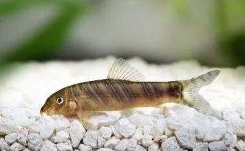 Fiche du poisson Botia striata (Loche zèbrée) Loche zèbrée