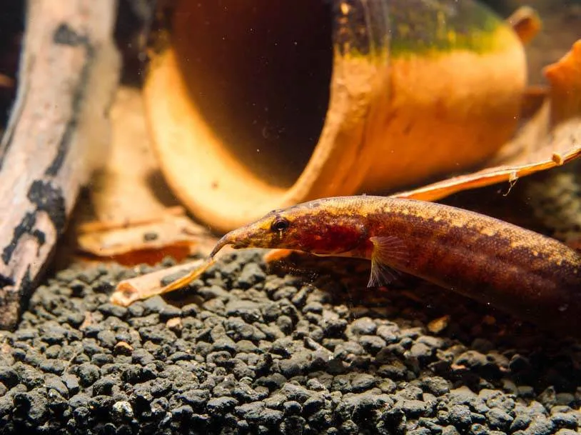 Mastacembelus armatus