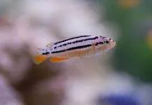 Melanochromis auratus