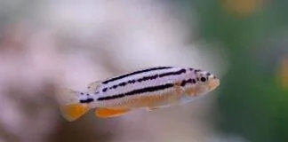 Melanochromis auratus