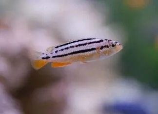 Melanochromis auratus