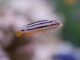 Melanochromis auratus