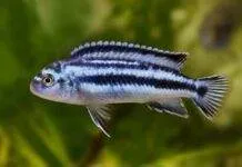 Melanochromis johannii