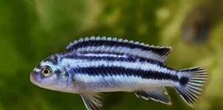 Melanochromis johannii