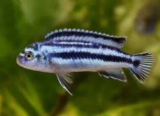 Melanochromis johannii