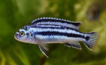 Melanochromis johannii