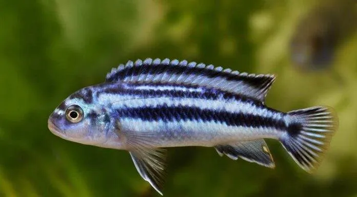 Fiche du poisson Melanochromis johannii Melanochromis johannii