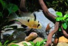 Fiche du poisson Mikrogeophagus altispinosus Mikrogeophagus altispinosus