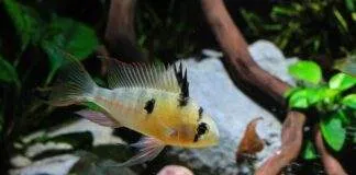 Mikrogeophagus altispinosus