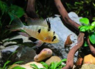 Mikrogeophagus altispinosus