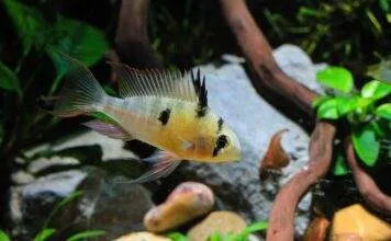 Mikrogeophagus altispinosus