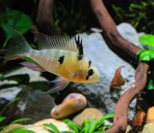 Mikrogeophagus altispinosus