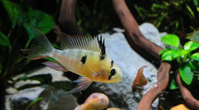 Fiche du poisson Mikrogeophagus altispinosus Mikrogeophagus altispinosus