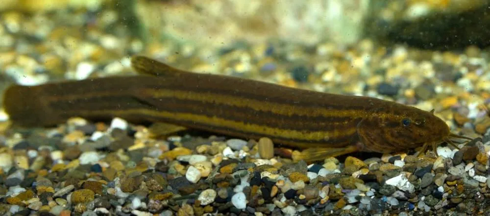 Misgurnus fossilis