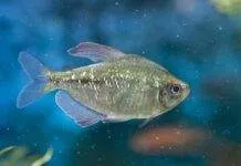 Fiche du poisson Moenkhausia pittieri Moenkhausia pittieri