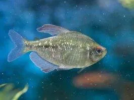 Moenkhausia pittieri