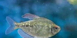 Moenkhausia pittieri