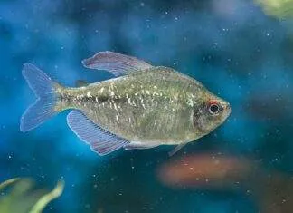 Moenkhausia pittieri