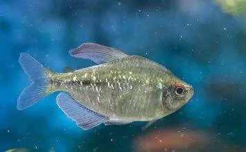 Moenkhausia pittieri