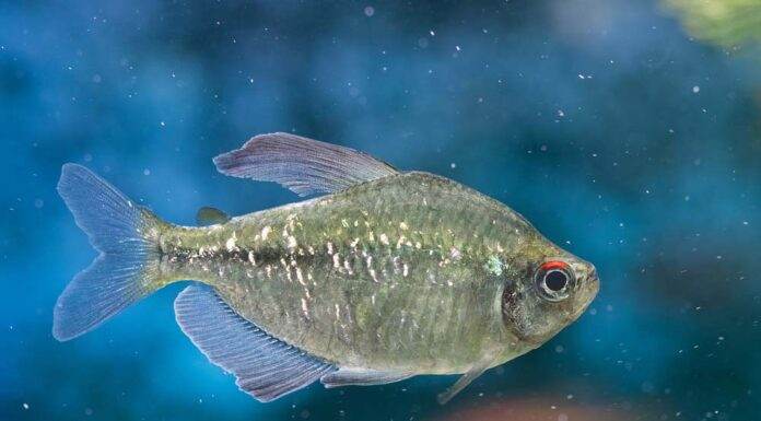 Fiche du poisson Moenkhausia pittieri Moenkhausia pittieri