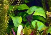 Morphologie, anatomie et multiplication des plantes aquatiques