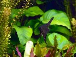 Morphologie, anatomie et multiplication des plantes aquatiques