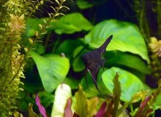 Morphologie, anatomie et multiplication des plantes aquatiques