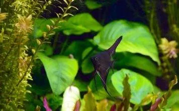 Morphologie, anatomie et multiplication des plantes aquatiques Morphologie, anatomie et multiplication des plantes aquatiques