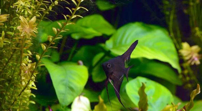 Morphologie, anatomie et multiplication des plantes aquatiques