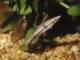 Fiche du poisson Nannobrycon eques Nannobrycon eques