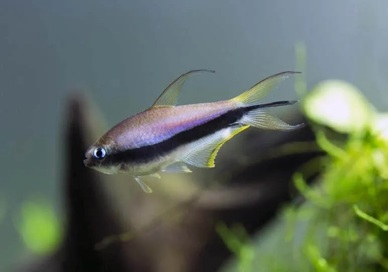 Nematobrycon palmeri