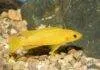 Fiche du poisson Neolamprologus leleupi Neolamprologus leleupi