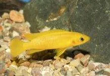 Neolamprologus leleupi
