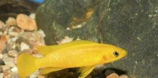 Neolamprologus leleupi