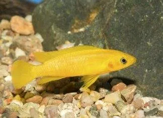 Neolamprologus leleupi