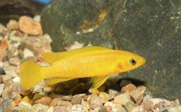 Fiche du poisson Neolamprologus leleupi Neolamprologus leleupi