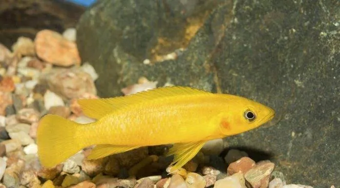 Neolamprologus leleupi