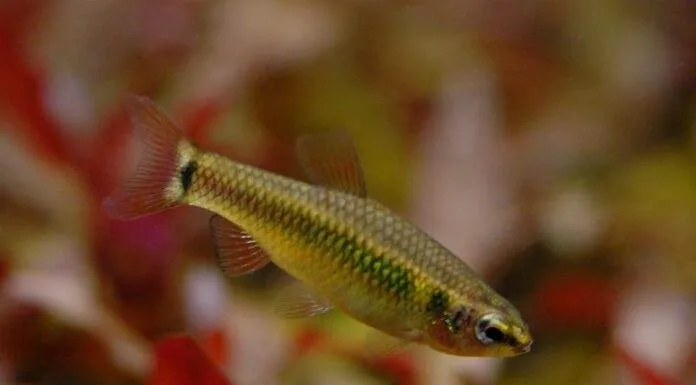 Fiche du poisson Neolebias ansorgii Neolebias ansorgii