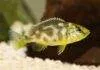 Nimbochromis venustus