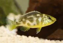 Nimbochromis venustus
