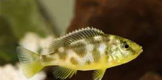 Nimbochromis venustus