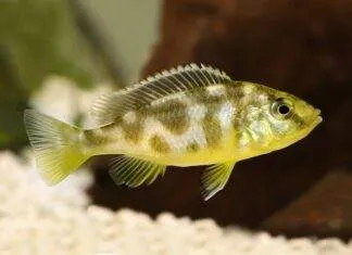 Nimbochromis venustus